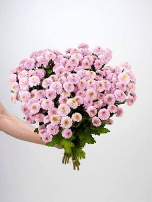 Santini Doria Pink
